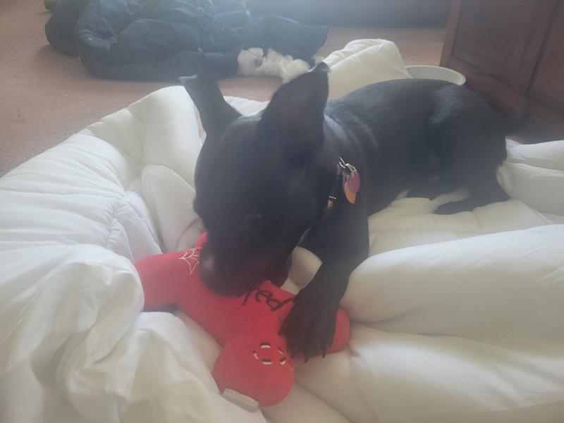 Cosmo loves this toy!