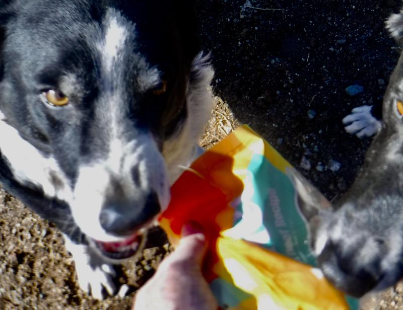 Despite the blurry photo, Molly's wrinkled nose as she tries to nab another Kismet jerky treat says it all.