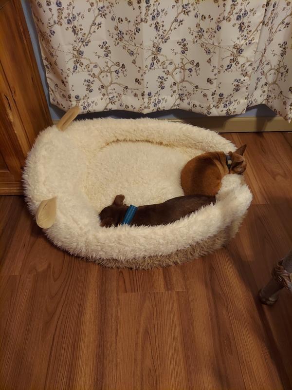 2 little old men hoard the big lush bed.