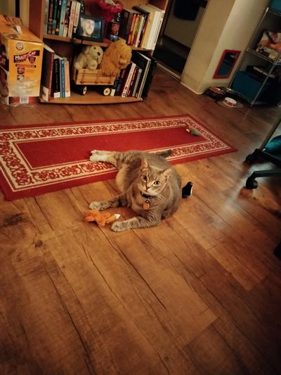 Logan and Foxy.
