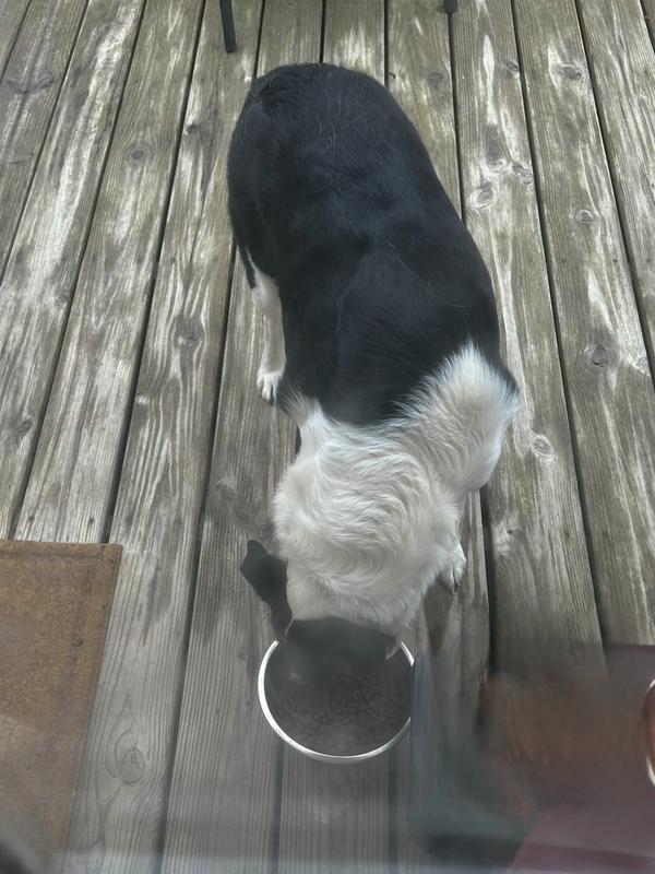 Enjoying Next Level Chicken & Brown Rice Food