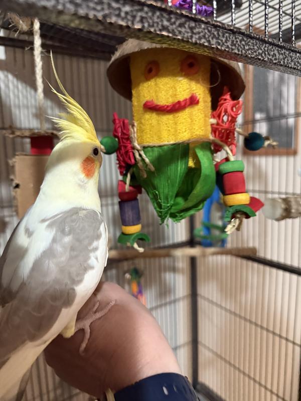 Oachi and his new toy