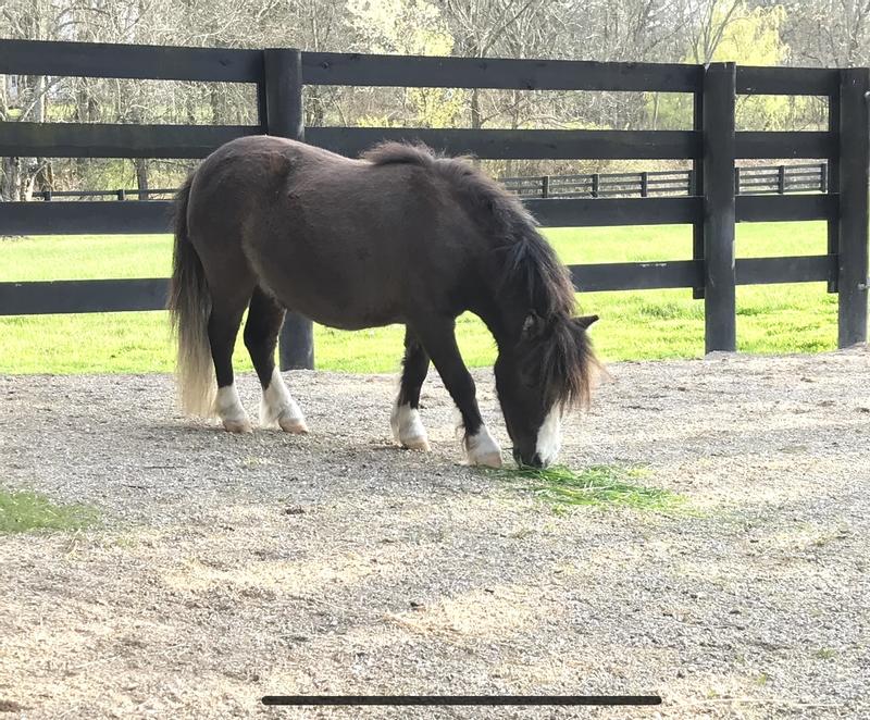 THYROL (levothyroxine sodium) Powder for Horses, 1lb