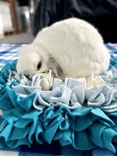 Tulip eating her pellets we hid in her snufflemat. :)