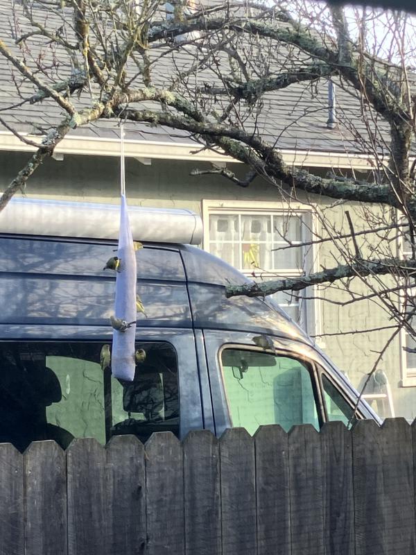 Popular bird hangout