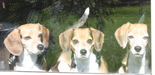 Peanut, Linus & Lucy. Loyal Chewy.com customers!