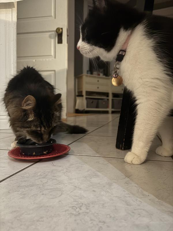 Siegfried (20) tried it and passed, but Cookie (10) cleaned it up.