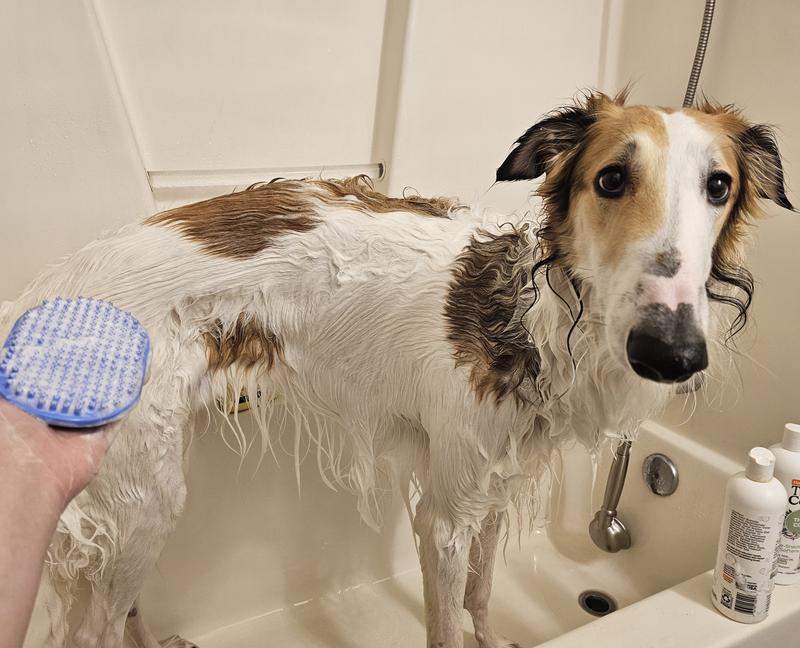 Squeaky Clean