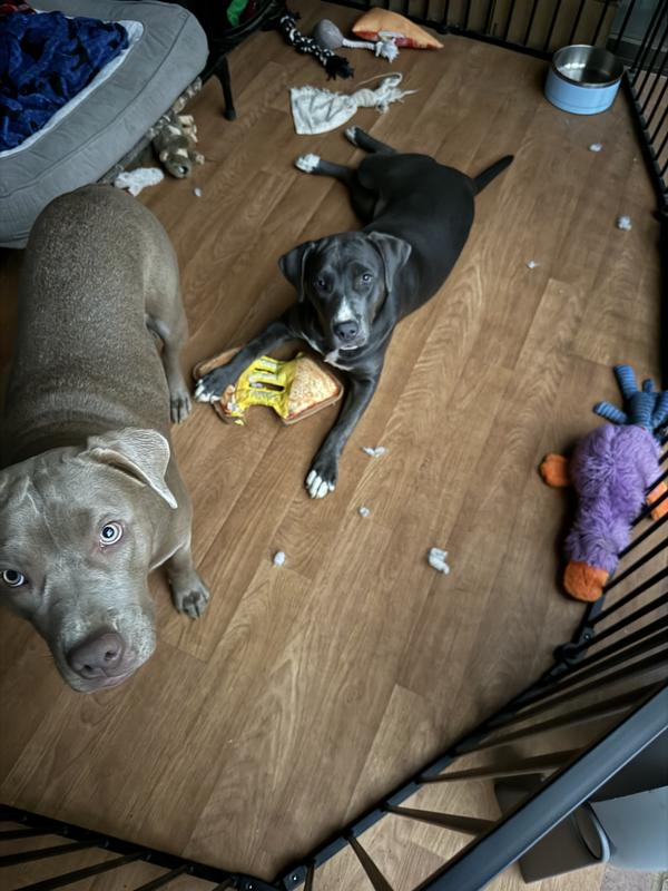 The Grilled Cheese is No More! Lol