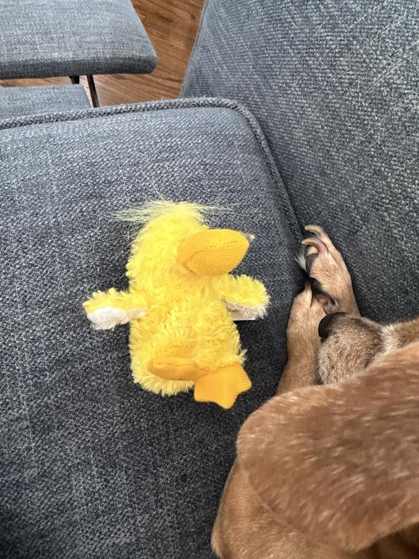 She’s obsessed with the duck