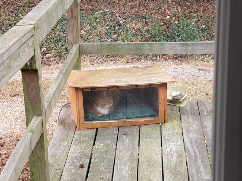 Thor, outdoor, healthy