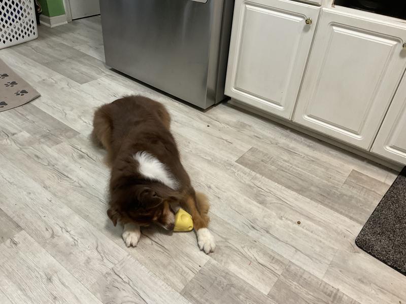 Hard at work, trying to get those tasty bits