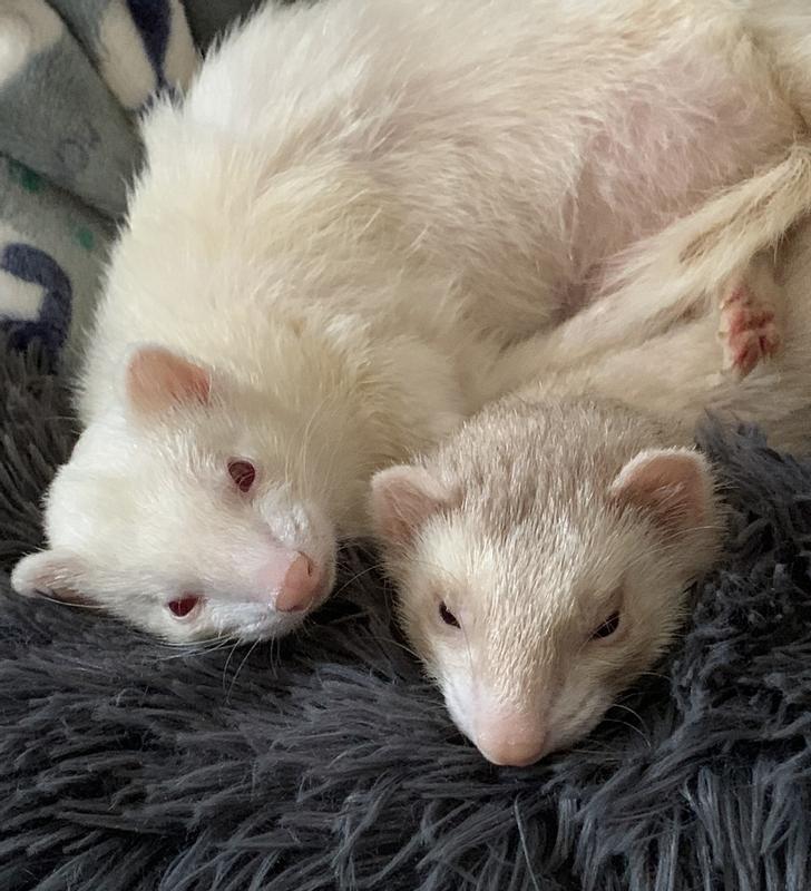 Zhu Zhu (White) & Mei Mei (Champagne)