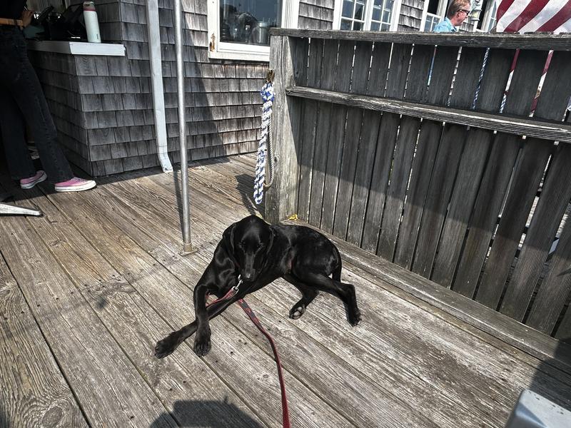 A proper gentleman always crosses his paws.