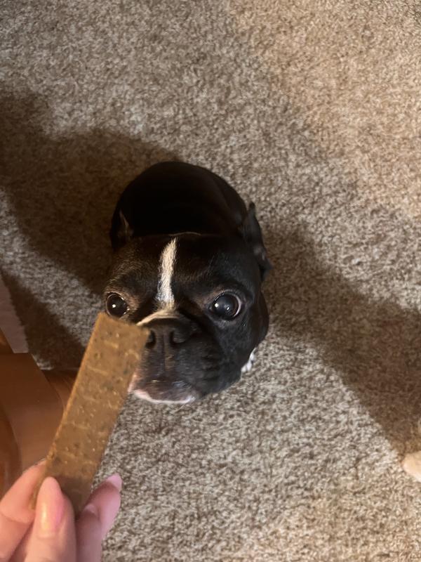 Charlie Anne giving the Plant Jerky the first sniff before taking the treat.