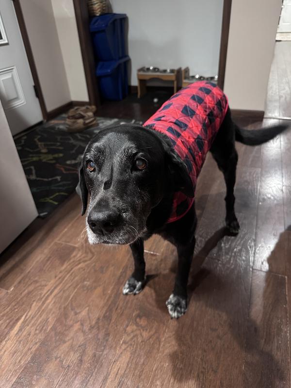 She got the zoomies right after this photo, I promise.