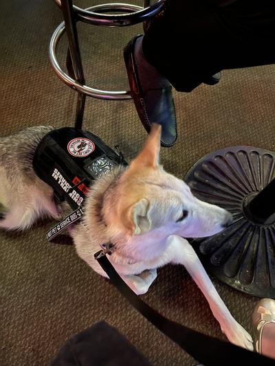 Aoife modeling her spiffy harness!