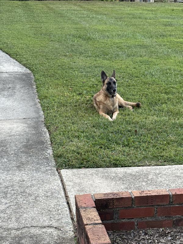 Luna enjoying the outdoors!