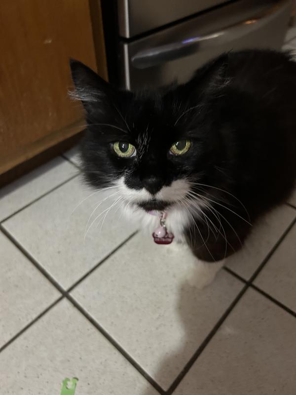 Olive, feeling much better since her thyroid issue is stable.