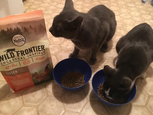 Wild frontier clearance cat food reviews