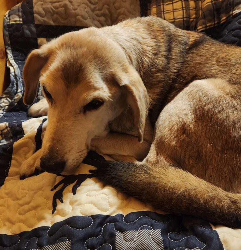 Renal Canine extended sweet Cody's life! We are grateful.