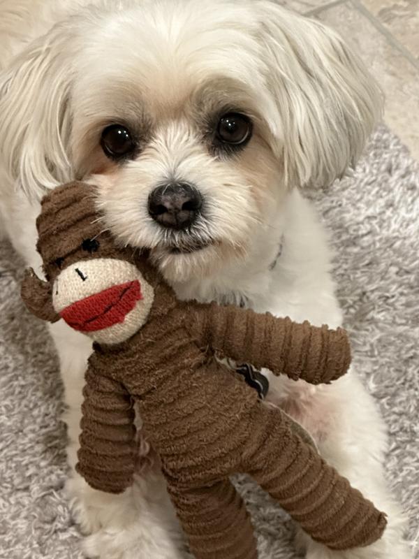 Maisie with favorite toy.