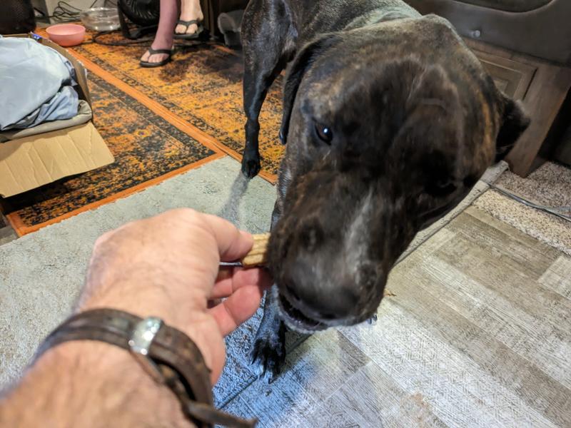Hank and DentaLife