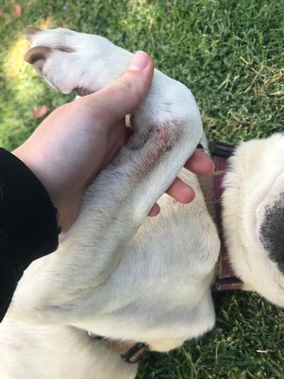 Her left arm before use of medical shampoo