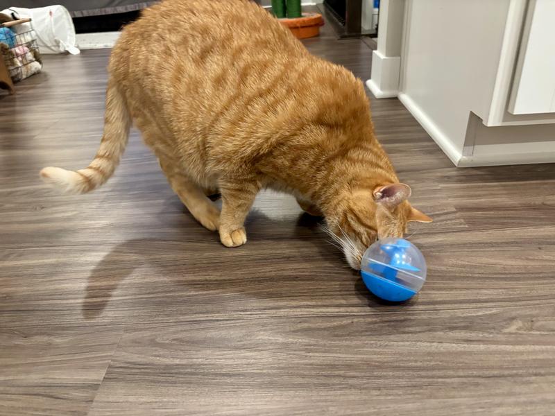 Catit Hagen Treat Ball Review [ ] - Furry Friends Gear