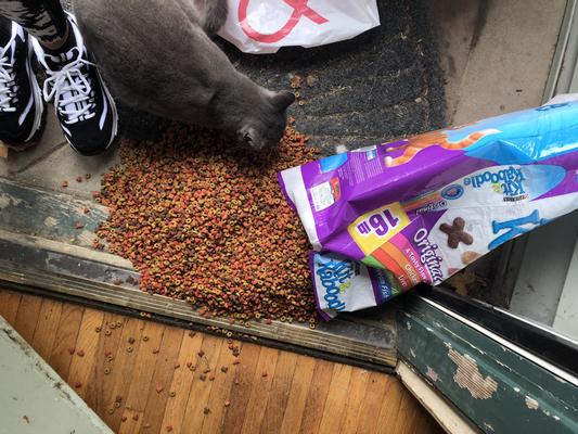 Kit and kaboodle outlet cat food