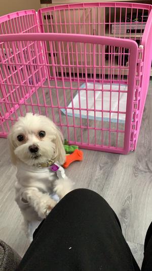 Playpen=safety for puppy