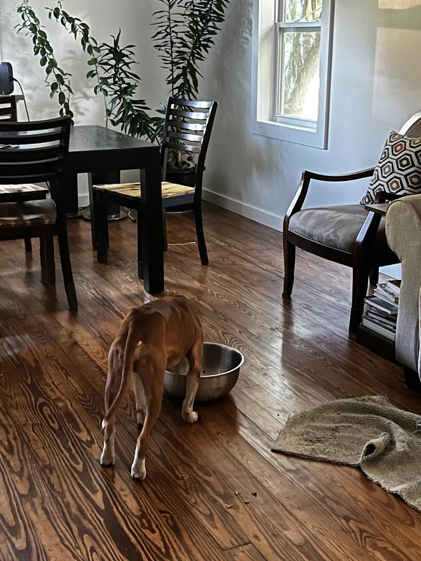 Ace eating his breakfast