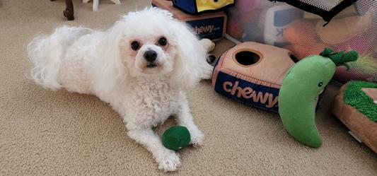 My girl with her many toys from Chewy, but guarding her plush pea.