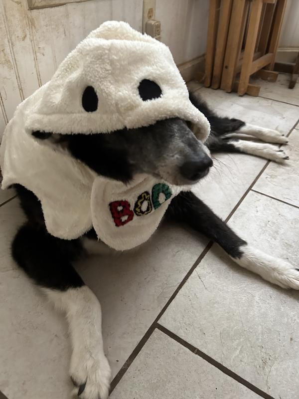 FRISCO Boo-Tastic Ghost Dog Cat Costume Cape, XX-Large