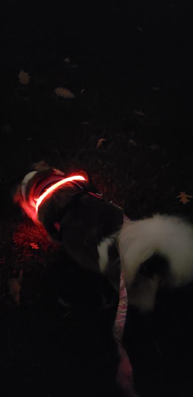 Daisy being visible in her walks after dark.