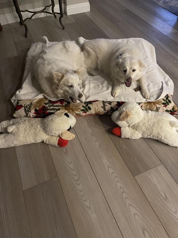 They love their LambChops!