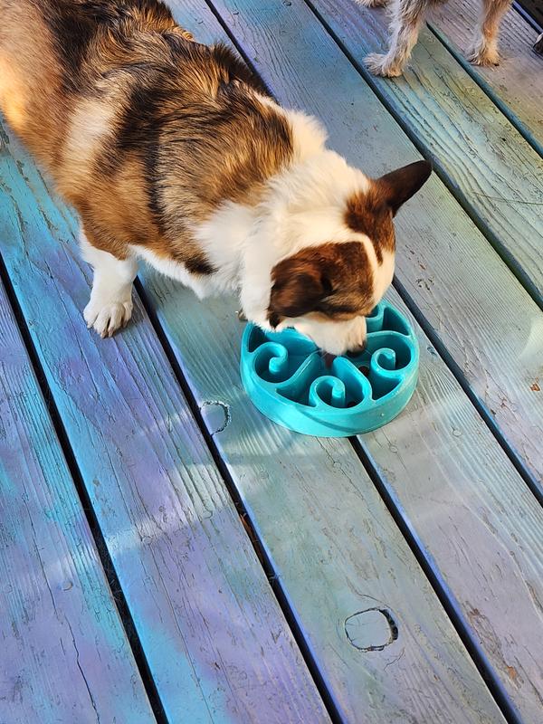 The slow feed dish didn't slow Hoshi down