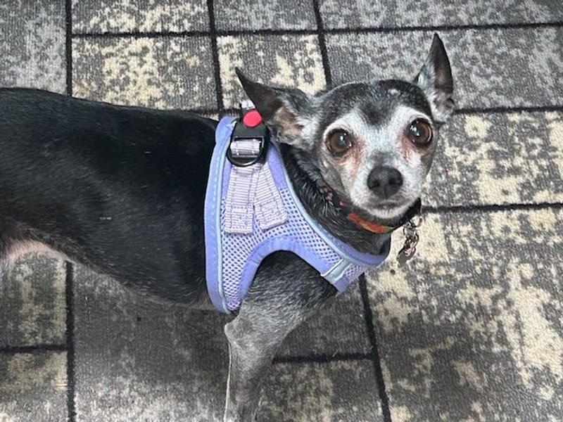 Stella in her New Harness