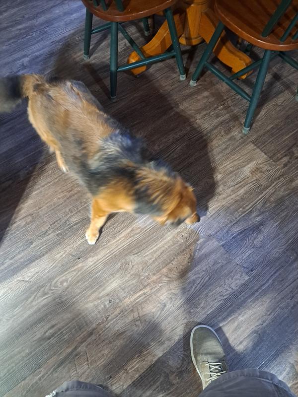 Cinnamon having a ball playing with her new toys...