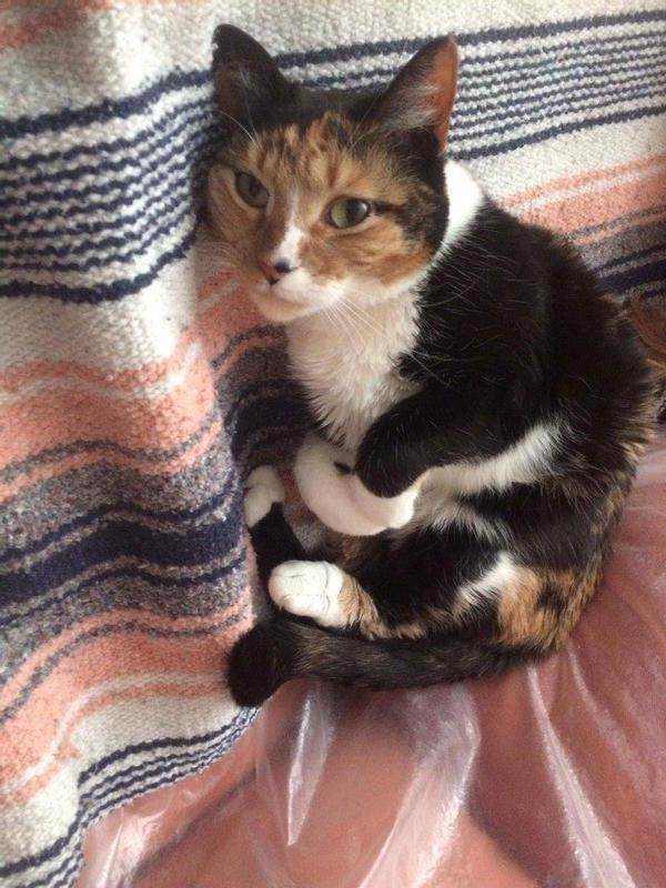 Mamma Mia, our 12-year-old rescue calico cat (picture taken in 2017)