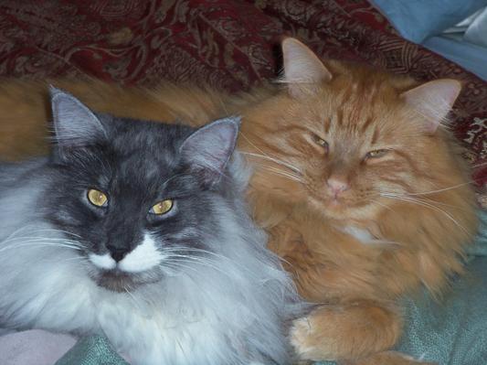 Sylvester and Tweety