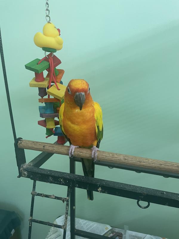 Rocky and his new toy