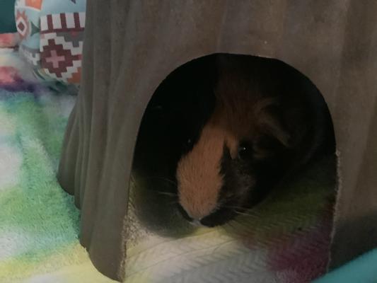 Here is Barb enjoying her hideout: