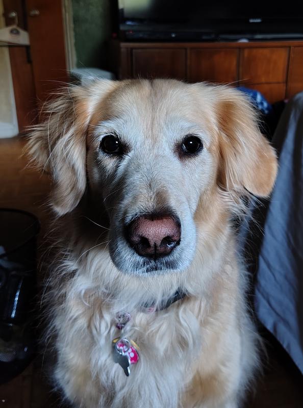 Millie, 8 years today, 6-18