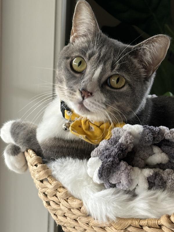 Gypsy relaxed after Nacho chicken treat