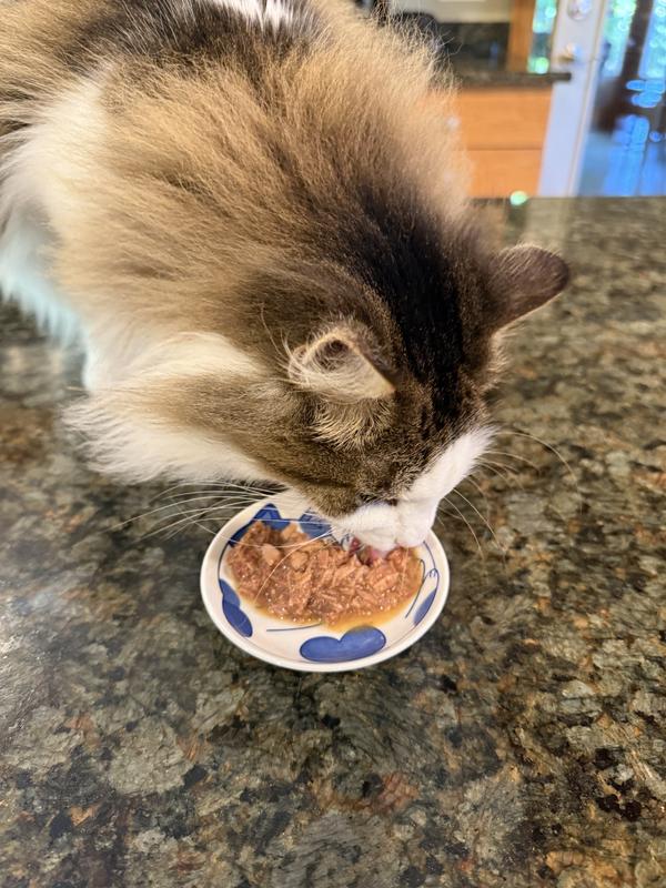 My older cat digs right in