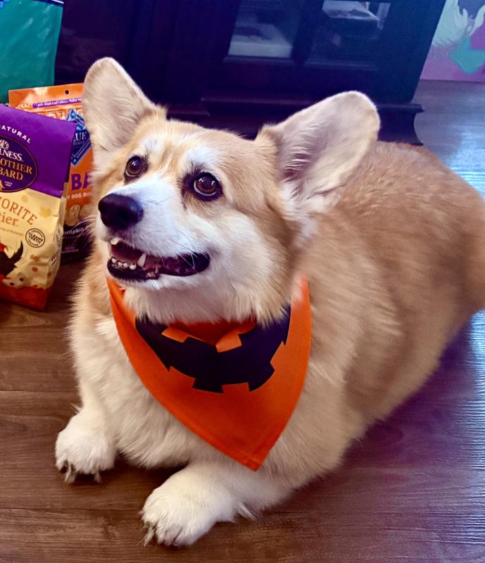 Theodore loves his pumpkin bandana