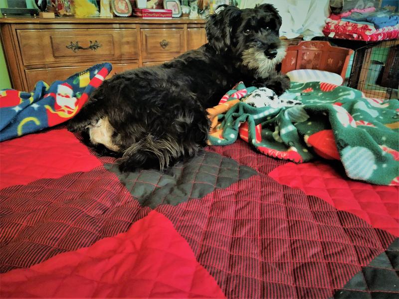 Bodie Barks was one year old 11/26/2022 and raised on Victor!