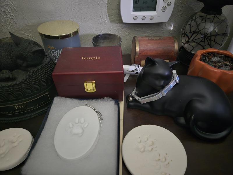 My boy, back with his clowder.