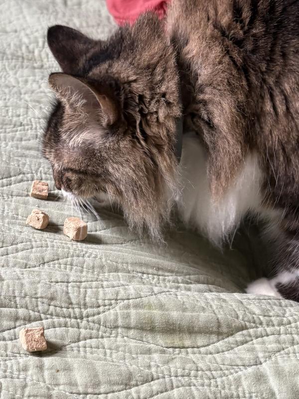 Junior eating his pork